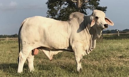 Brahman Semen For Sale: SB10-1812
