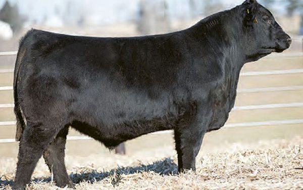 Angus Semen For Sale: SB10-1087