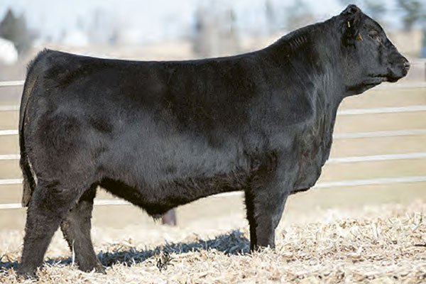 Janssen-Fully-Charged yearling