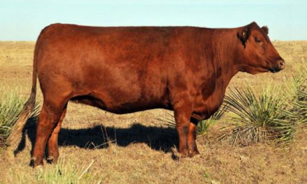 Red Angus Embryos For Sale: SB10-1108