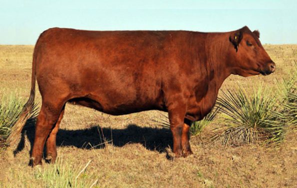 Red Angus Embryos For Sale: SB10-1108