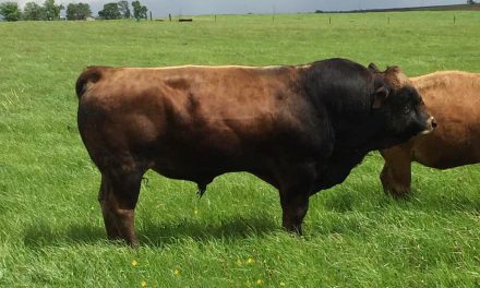Tarentaise Semen For Sale: SB10-1084