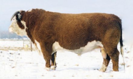 Hereford Semen For Sale: SB10-1557