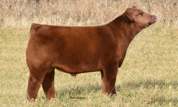 Club Calf Semen For Sale: SB10-1552