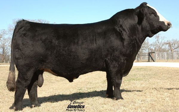 Simmental Semen For Sale: SB10-1080