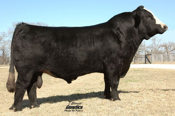SVF NJC Built Right N48