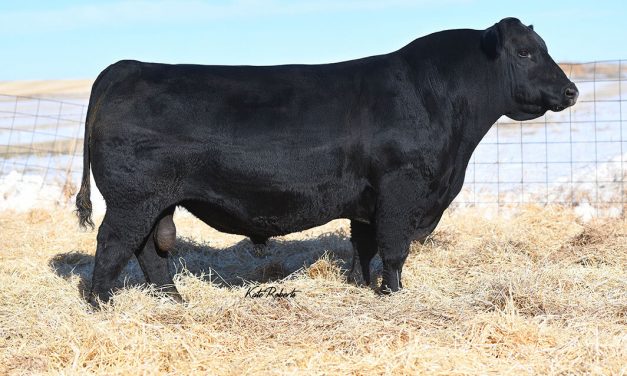 Angus Semen For Sale: SB10-1516