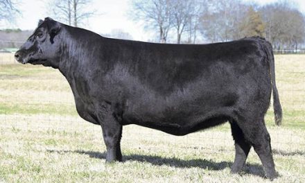 Angus Embryos For Sale: SB10-1683