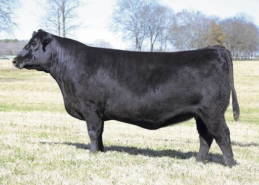 Angus Embryos For Sale: SB10-1683