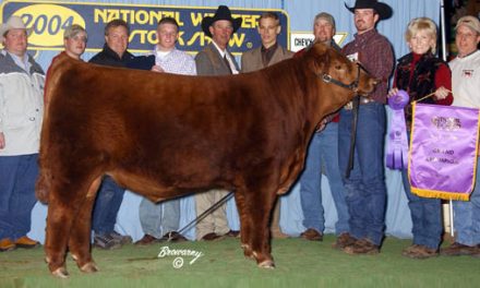 Red Angus Semen For Sale:  SB10-2433