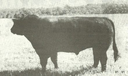 Angus Semen For Sale: SB10-1081