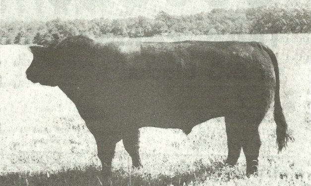 Angus Semen For Sale: SB10-1081