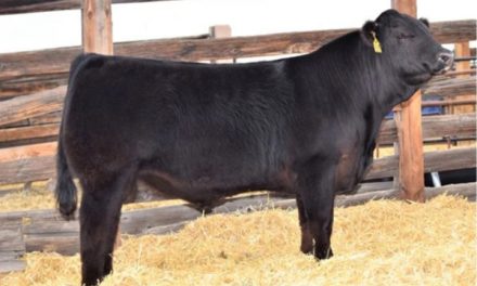 Limousin Semen For Sale: SB10-1547