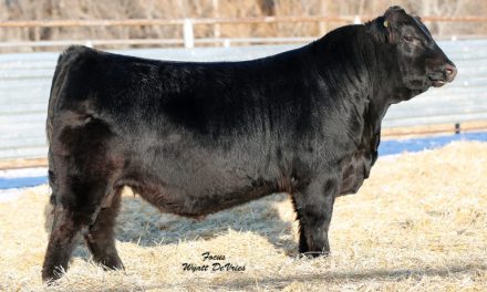 Angus Embryos For Sale:  SB10-1556
