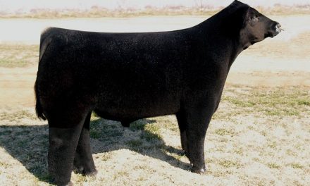 Club Calf Semen For Sale:  SB10-4489
