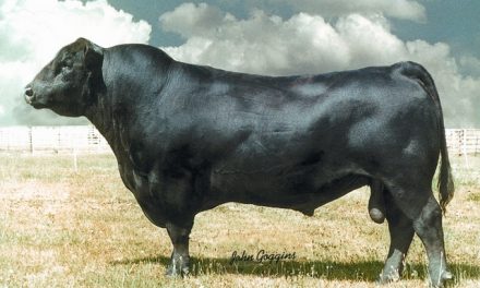 Angus Semen Wanted:  SB10-3650