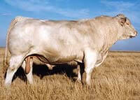 Charolais Semen For Sale:  SB10-4727