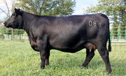 Angus Embryos For Sale: SB10-1192