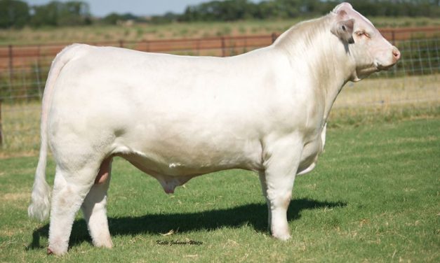 Charolais Semen For Sale: SB10-1289