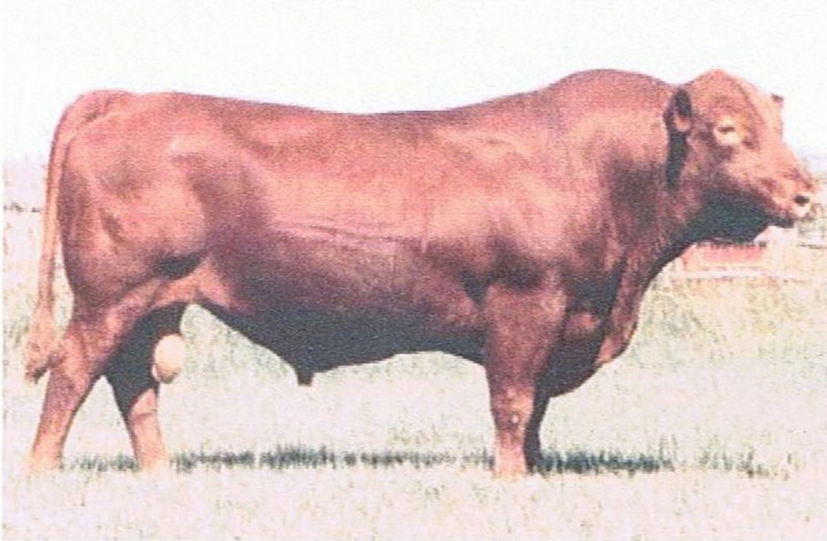 Beckton Julian GG B 571