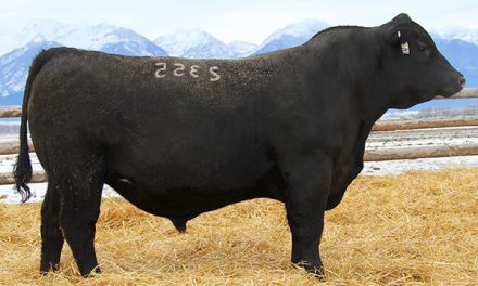 Angus Semen For Sale: SB10-1147