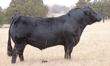 Simmental Semen For Sale: SB10-1592