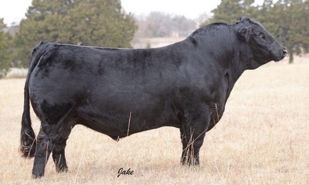 Simmental Semen For Sale: SB10-1592