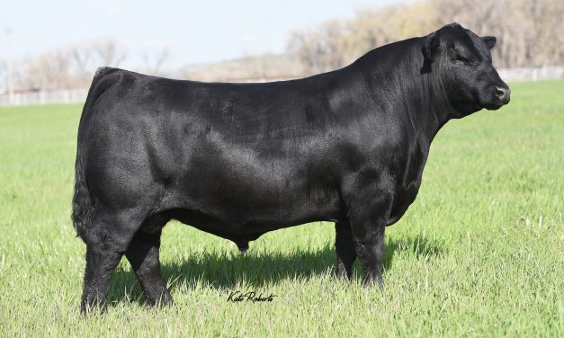 Angus Semen For Sale: SB10-1597