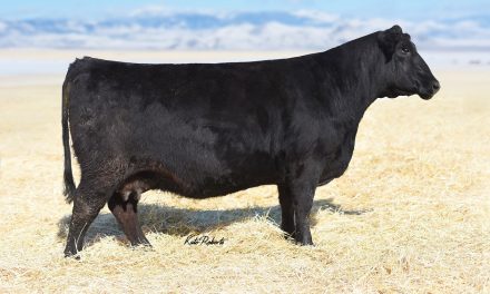 Angus Embryos For Sale:  SB10-1970