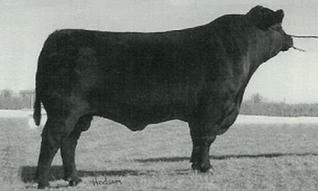 Angus Semen For Sale: SB10-1157