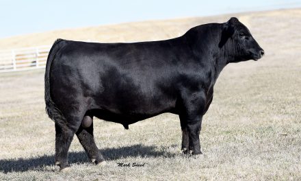 Angus Semen For Sale: SB10-1563