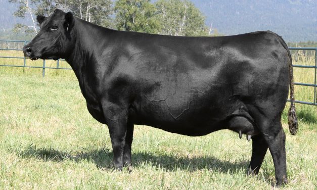 Angus Embryos For Sale: SB10-1594