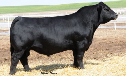 Simmental Semen For Sale: SB10-1585