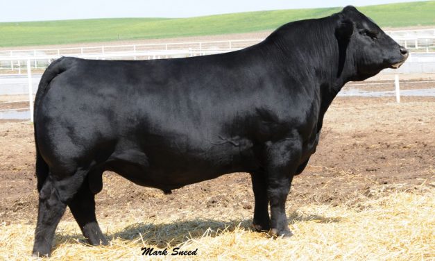 Simmental Semen For Sale: SB10-1585