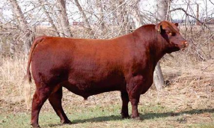 Red Angus Semen Wanted: SB10-1145