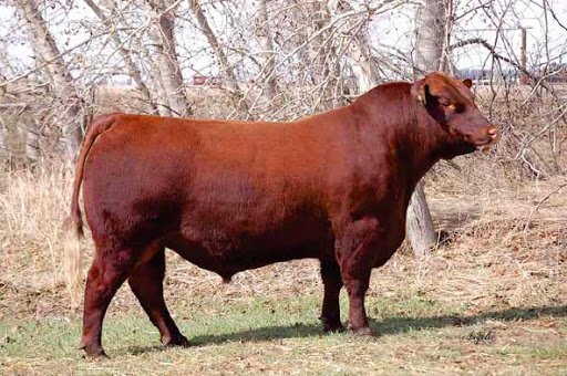 Red Angus Semen Wanted: SB10-1145