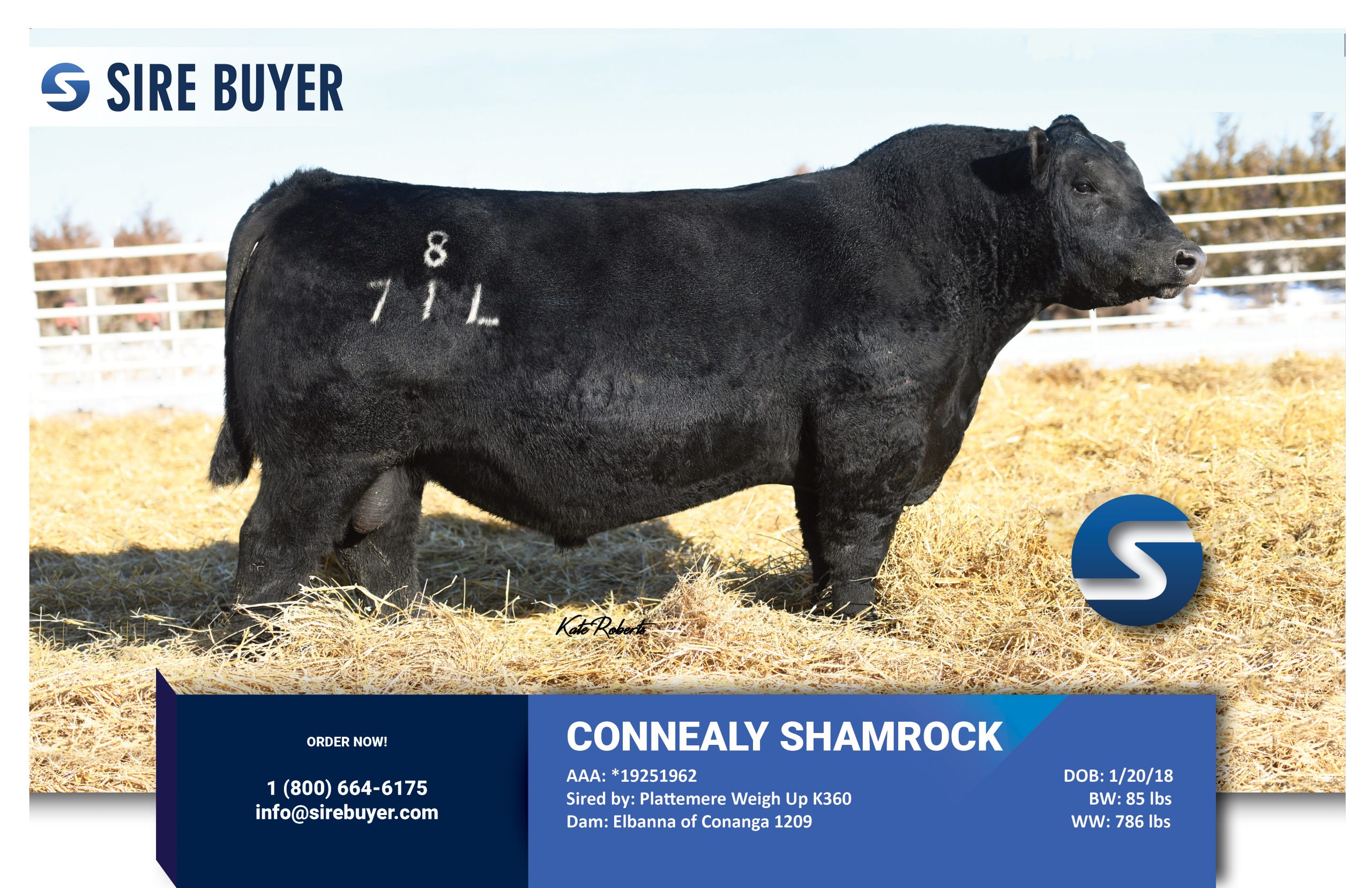 Website - connealy shamrock sire buyer