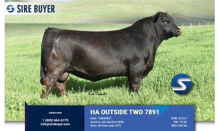 Angus Semen For Sale:  SB10-3130