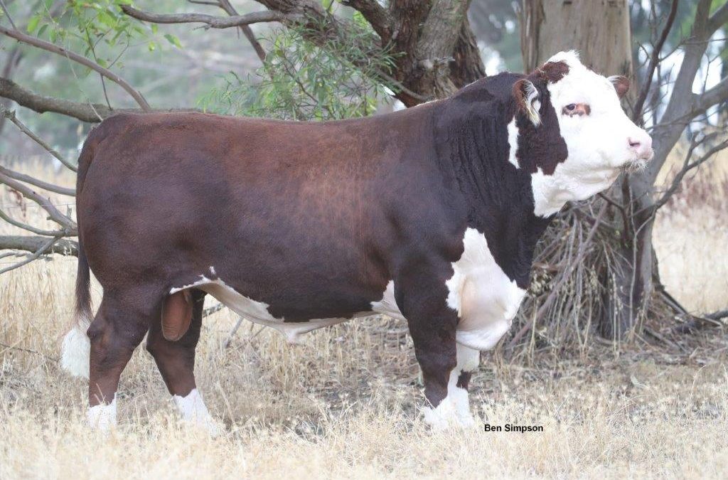 Hereford Semen For Sale: SB10-1173