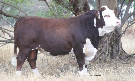 Hereford Semen For Sale: SB10-1173