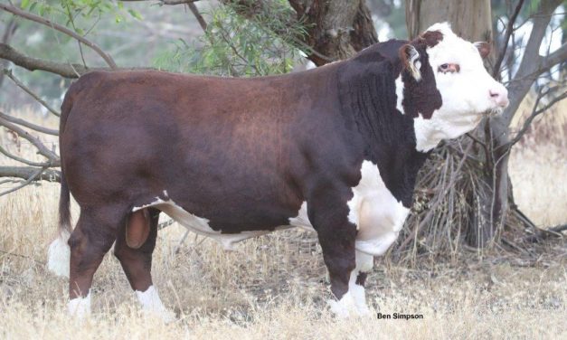 Hereford Semen For Sale: SB10-1173