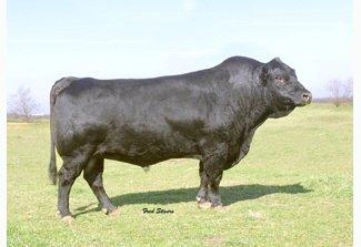 Simmental Semen For Sale: SB10-1156