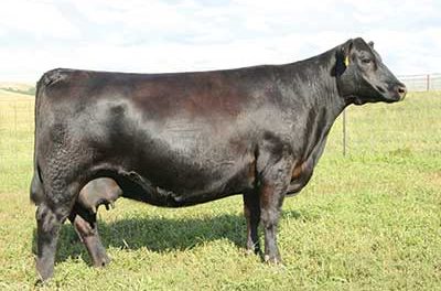 Angus Embryos For Sale: SB10-1595