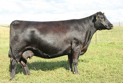 sav madame pride 8283