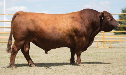 Red Angus Semen For Sale: SB10-1706