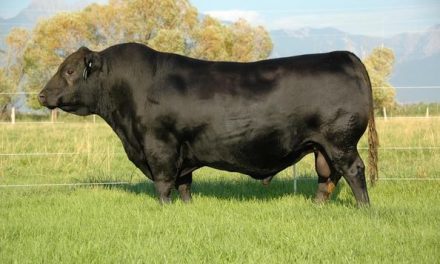 Angus Semen For Sale: SB10-1426
