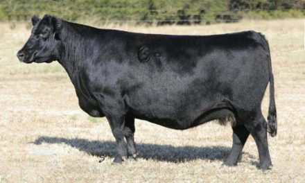 Angus Embryos For Sale: SB10-1705