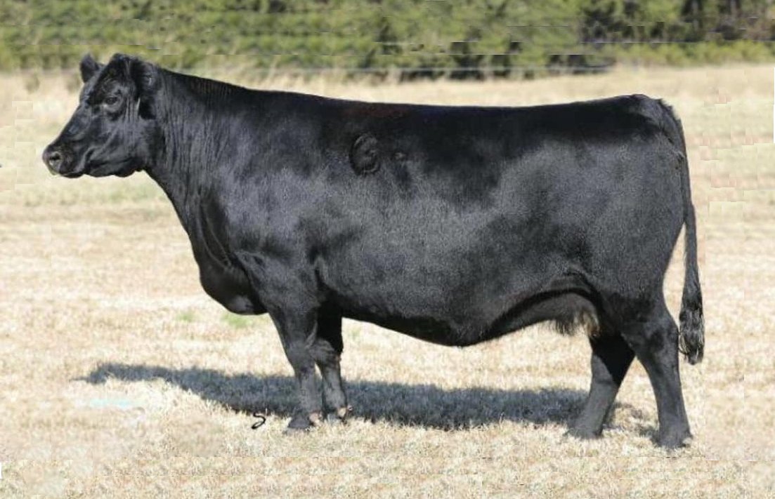 GCC Juanada 902Y