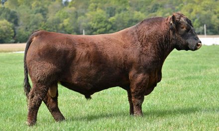 Red Angus Semen For Sale: SB10-1638