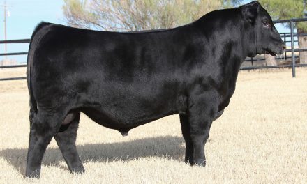 Angus Embryos For Sale: SB10-1222